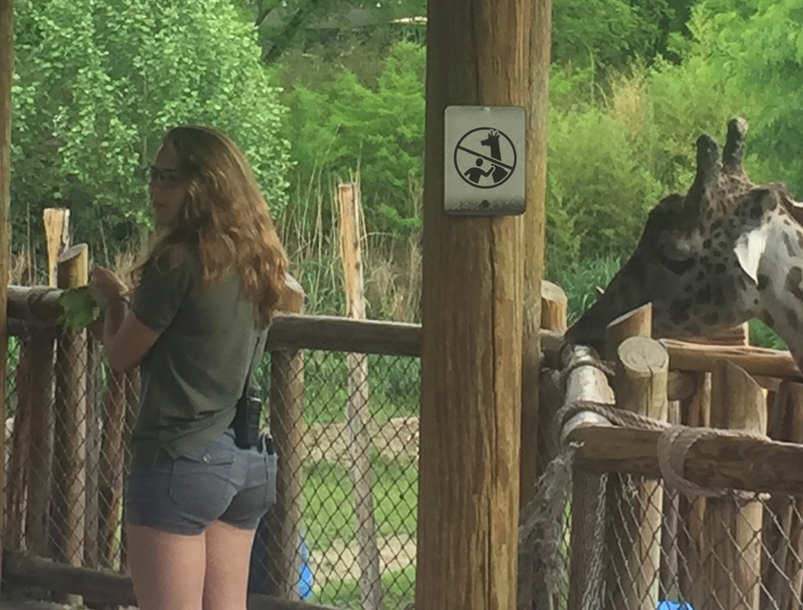 with do not touch giraffes icon